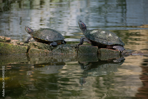 Assam roofed turtles bask in the sun in a pond