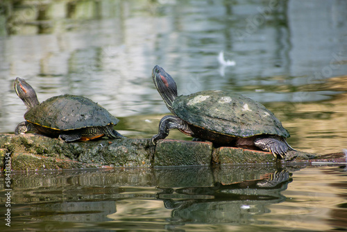 Assam roofed turtles bask in the sun in a pond