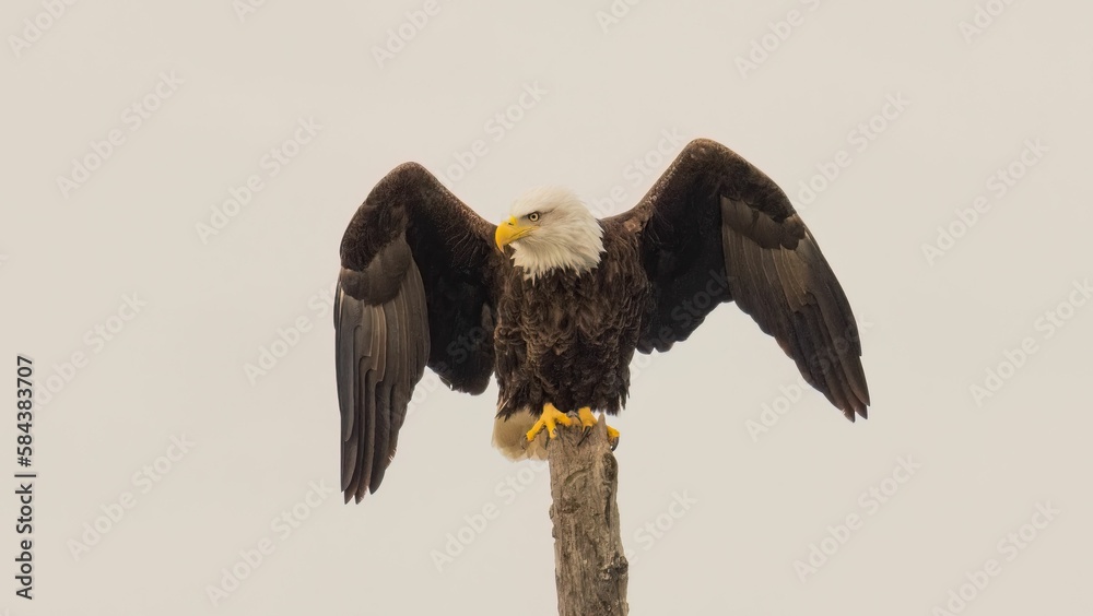 Majestic bald eagle perched atop a tree branch with its wings spread ...