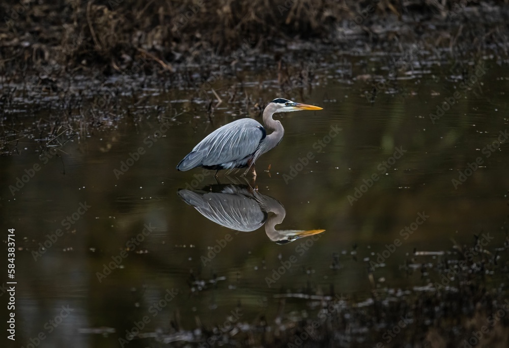 Closeup of a great blue heron perched in a pond in a forest Closeup of a great blue heron perched in a pond in a forest