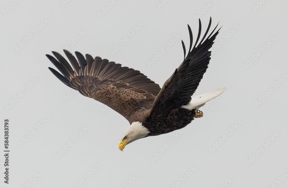 Majestic bald eagle flying under a cloudy sky on a gloomy day Majestic bald eagle flying under a cloudy sky on a gloomy day