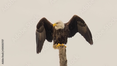 Majestic bald eagle perched atop a tree branch with its wings spread