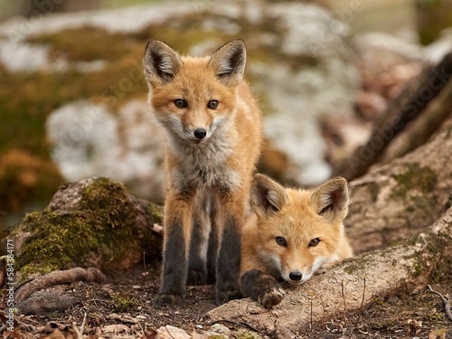 Closeup of red Kit foxes sitting on roots of a tree covered with moss © Joewilson/Wirestock Creators