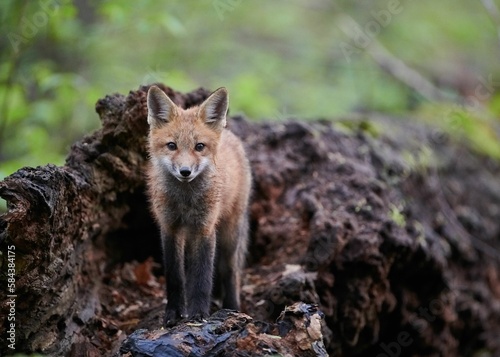 Closeup of a red Kit fox standing on roots of a tree covered with moss © Joewilson/Wirestock Creators