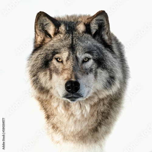 Closeup portrait of a timber wolf on a white background