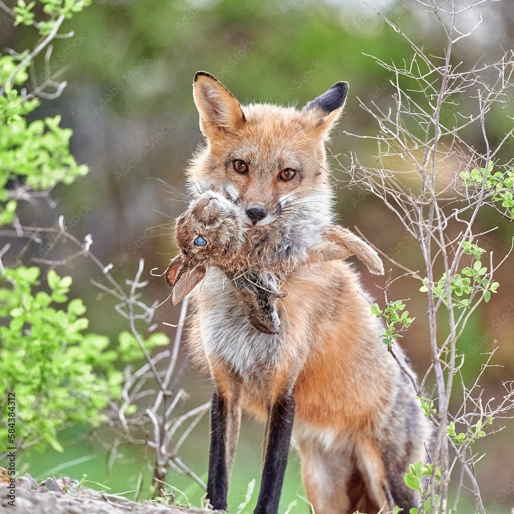 Fototapeta premium Closeup of a Kit fox holding a rabbit in its mouth, standing in green shrubs