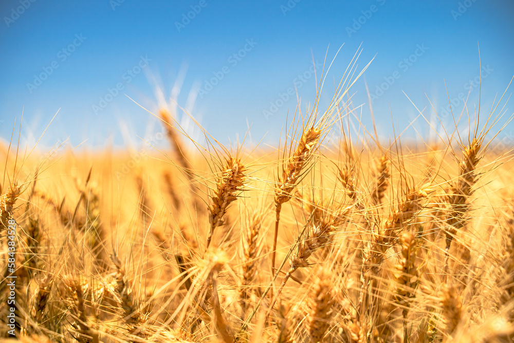 Field of wheat