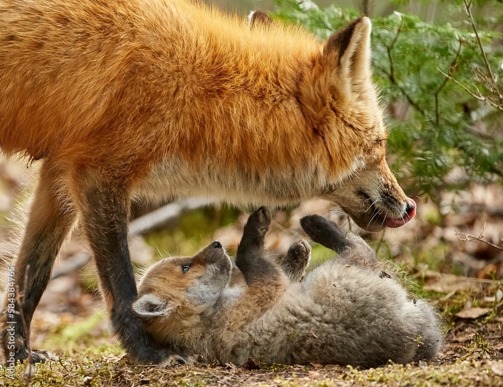 Fototapeta premium Closeup of a red fox (Vulpes vulpes) in a forest with her cub