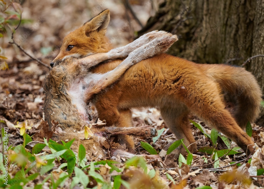 Obraz premium Closeup of a kit fox (Vulpes macrotis) in a forest with her cub in her mouth
