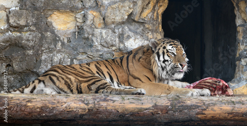 Siberian tiger  P. t. altaica   also known as Amur tiger  eats meat