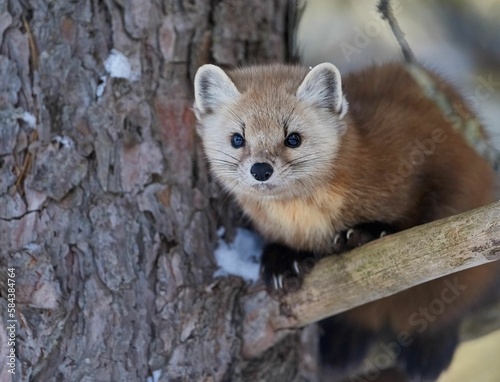 Closeup of an American marten (Martes americana) on a tree against blurred background