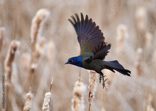 Closeup shot of a common grackle bird flying over a rural field photo
