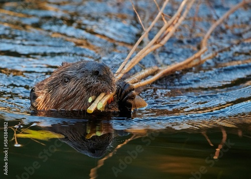 Eurasian beaver swimming with small branches in its mouth with blur background photo