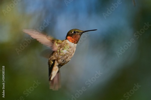 Selective of ruby-throated hummingbird (Archilochus colubris) in flight