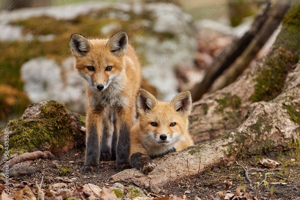 Fototapeta premium Two little foxes resting in the forest