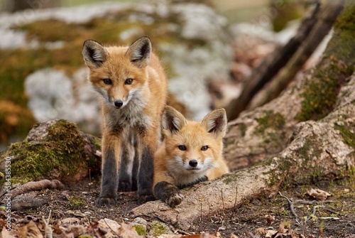 Two little foxes resting in the forest © Joewilson/Wirestock Creators