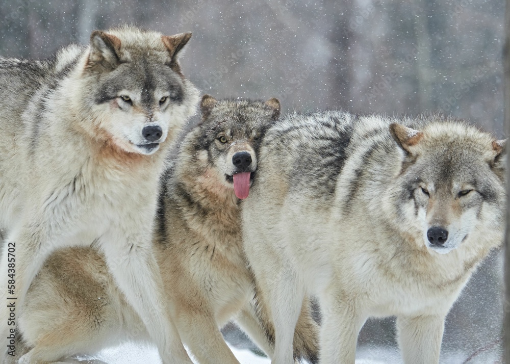 Group of young and hungry wolves in the forest in winter Group of young and hungry wolves in the forest in winter