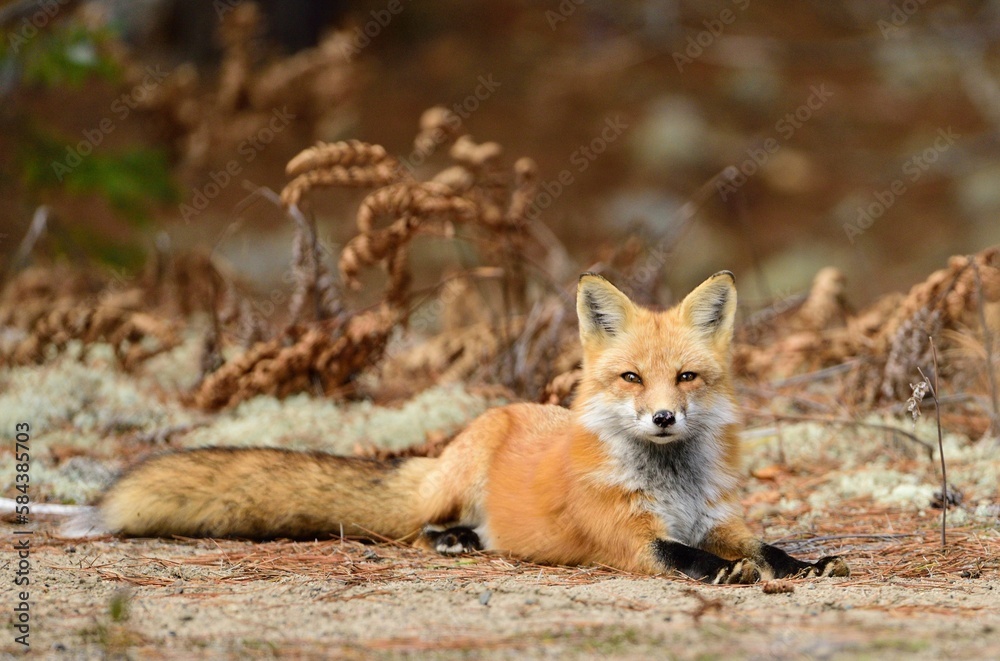 Little fox lying on the ground in the forest