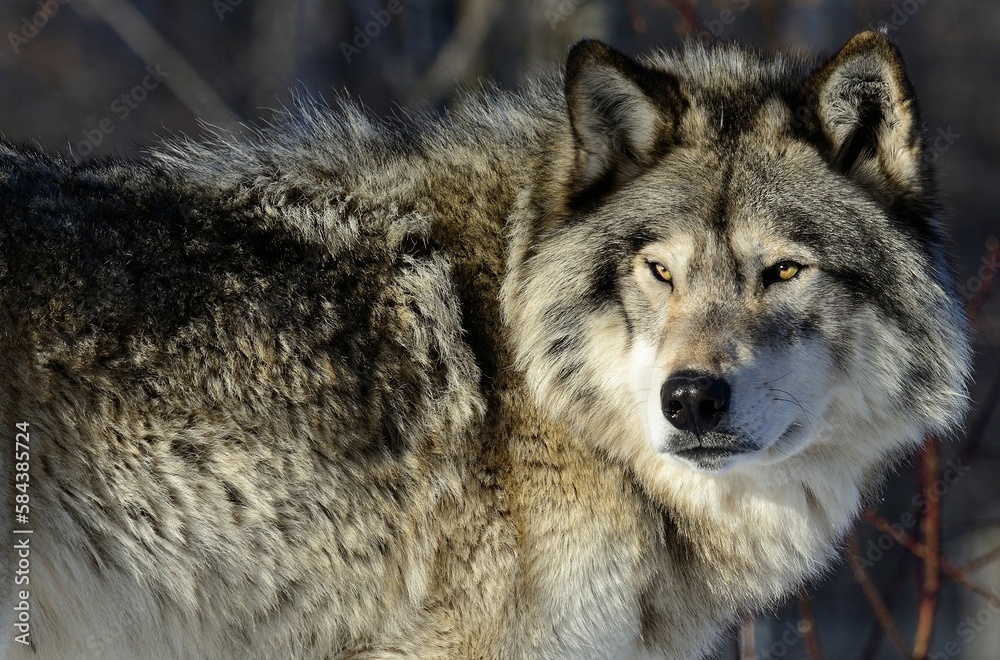 Portrait of a young wolf in the forest in sunlight Portrait of a young wolf in the forest in sunlight
