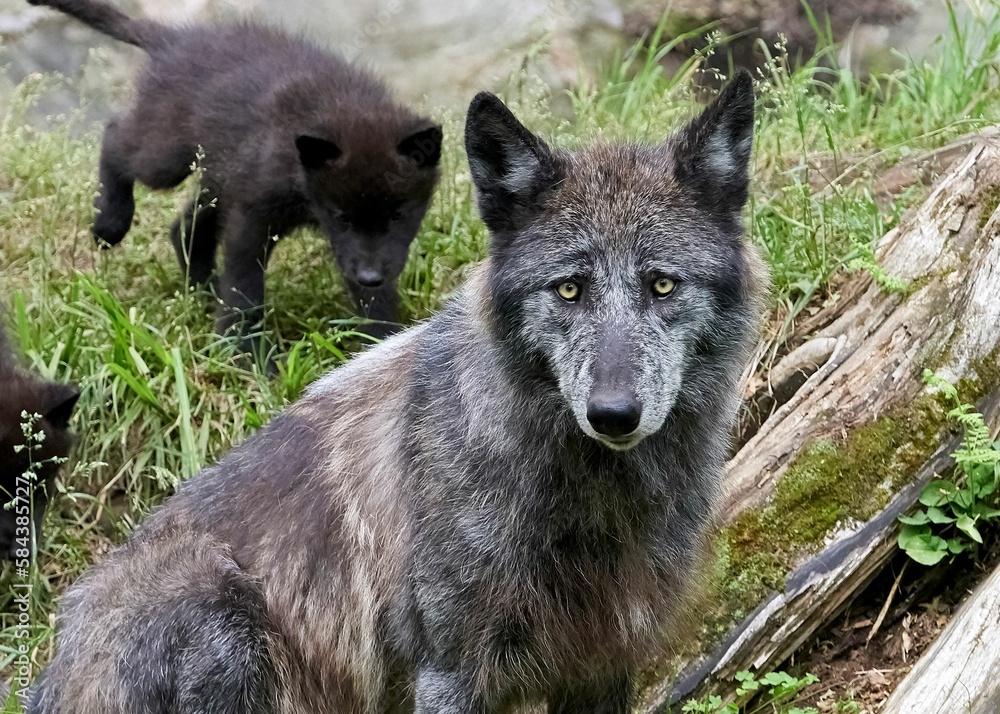 Obraz premium Portrait of a black wolf in the forest in Ottawa, Canada