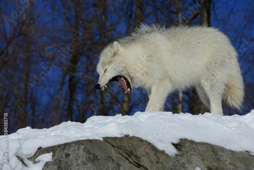 Yawning Arctic Wolf in the forest in winter