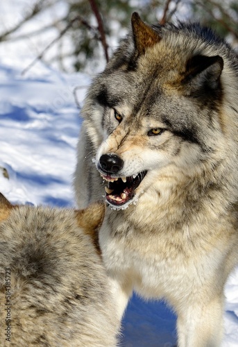 Two young wolves fighting with each other in the winter forest