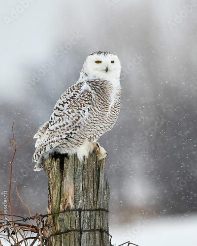 Vertical shot of a beautiful snowy owl perched on a tree trunk