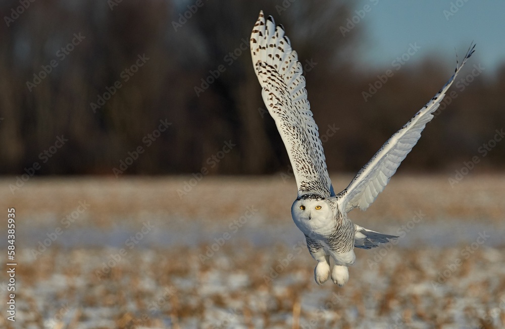 Beautiful snowy owl flying over the field Beautiful snowy owl flying over the field