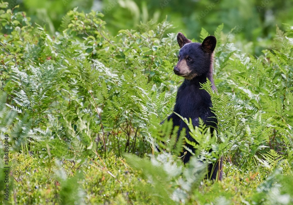 Fototapeta premium Black bear cub in the bushes at daytime
