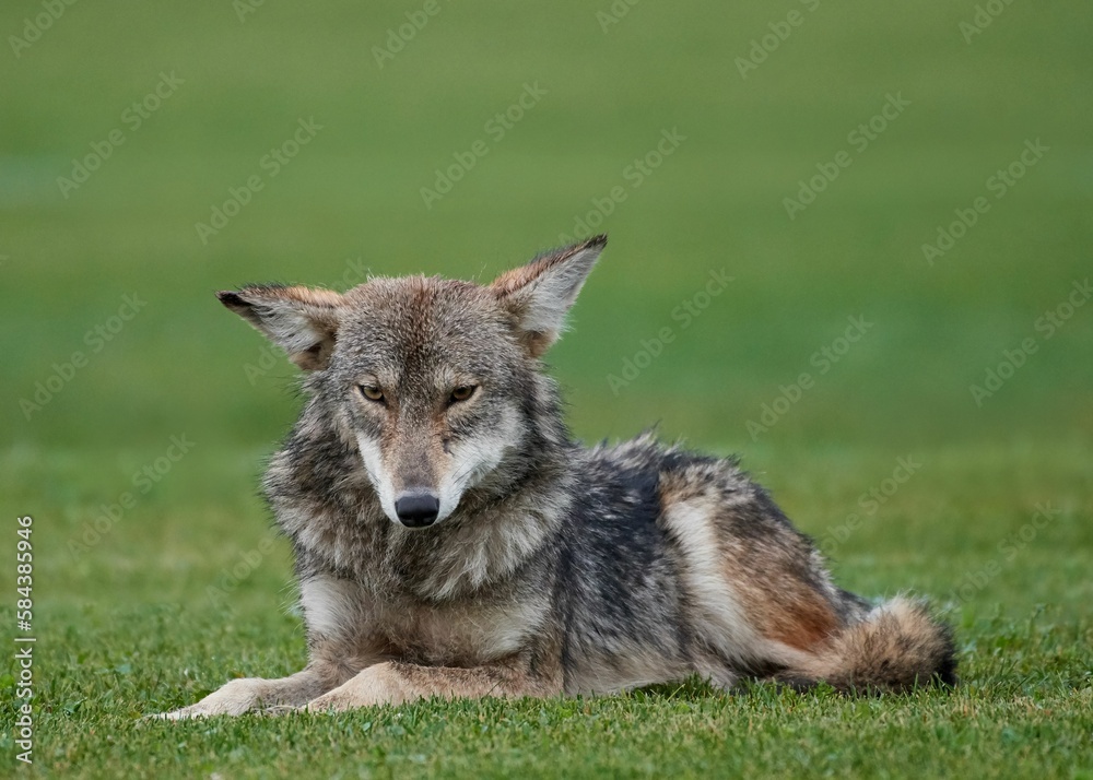Closeup shot of a Coyote sitting on the grass found in the wild Closeup shot of a Coyote sitting on the grass found in the wild