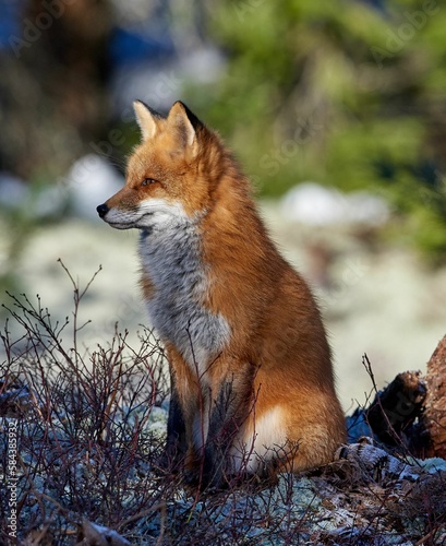 Vertical shot of a young fox sitting in the forest in winter