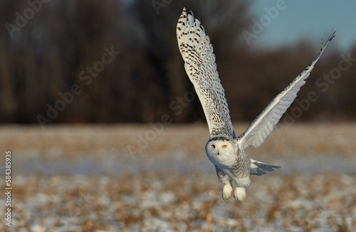Beautiful snowy owl flying over the field