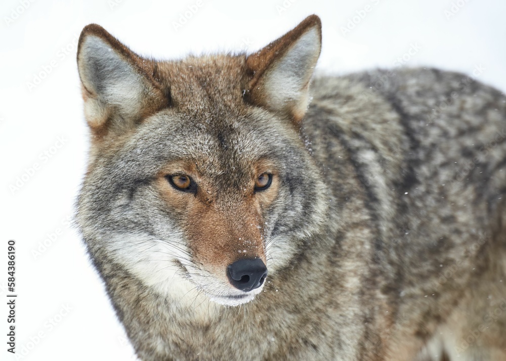 Closeup shot of a Coyote found roaming around in the wild