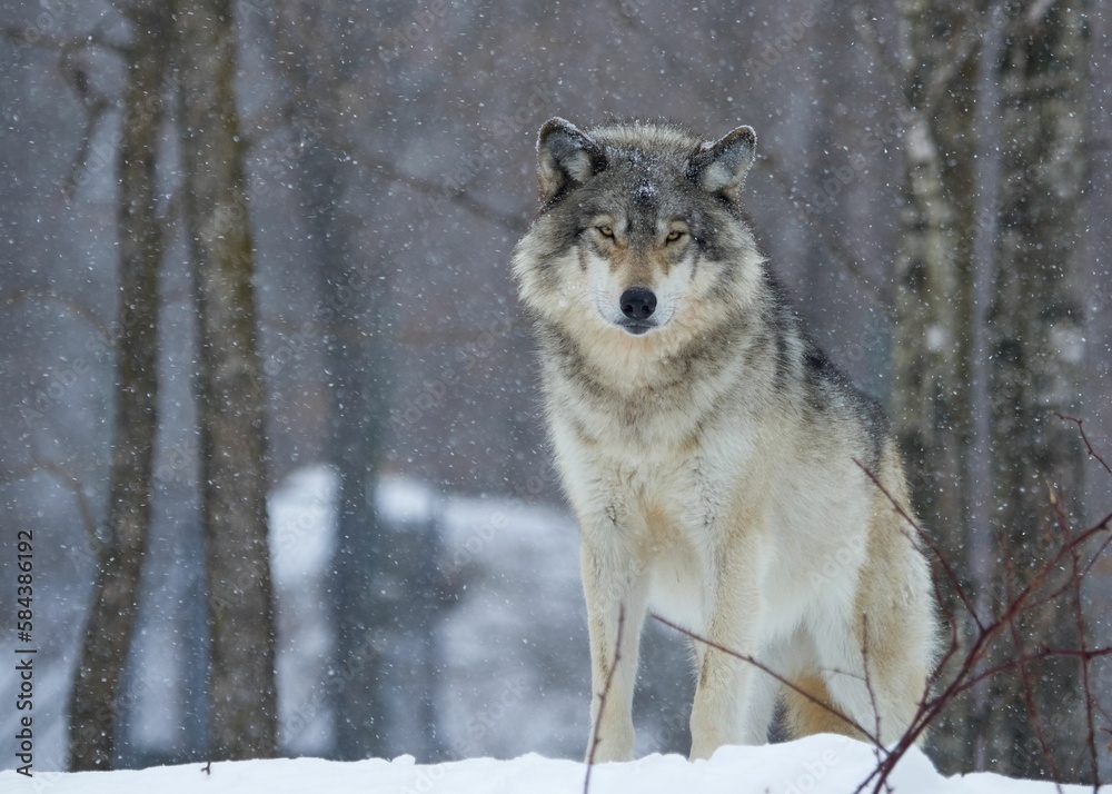 Scenic view of a wild timberwolf found roaming around in the woods Scenic view of a wild timberwolf found roaming around in the woods