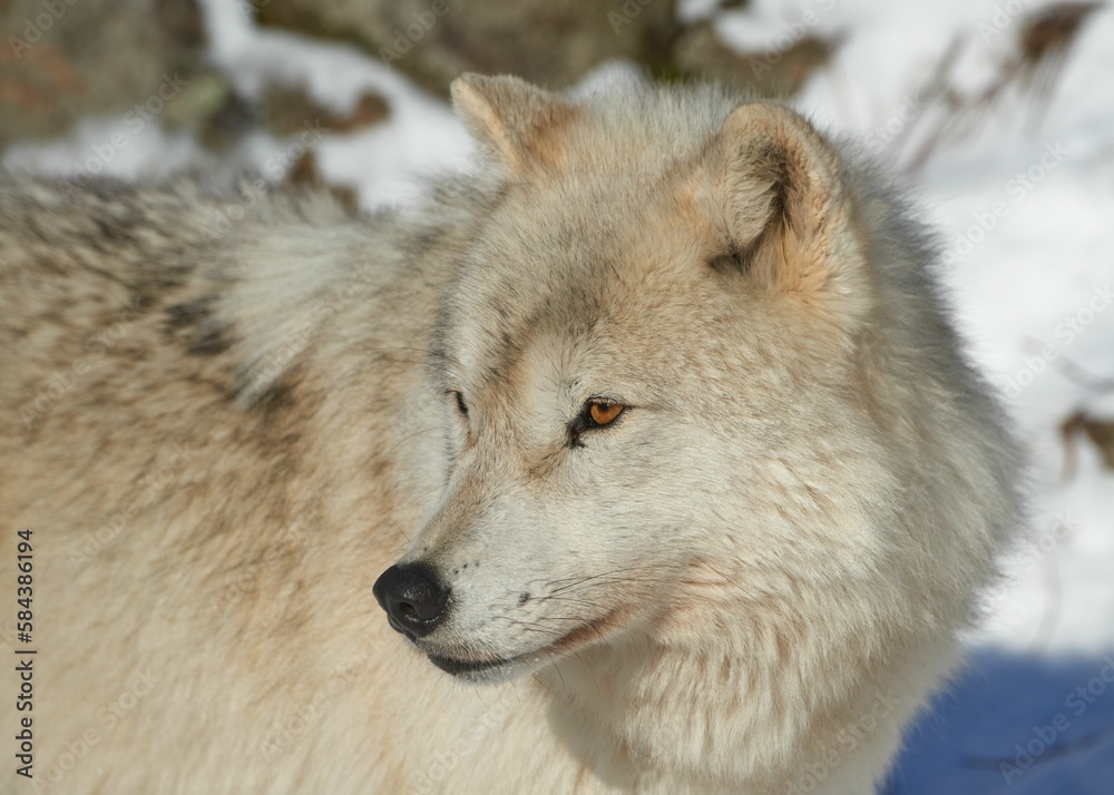 Obraz premium Scenic view of a wild arctic wolf found roaming around in the woods