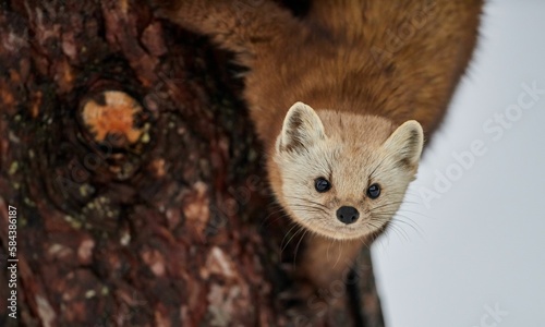 Closeup of a cute Newfoundland pine marten on the tree