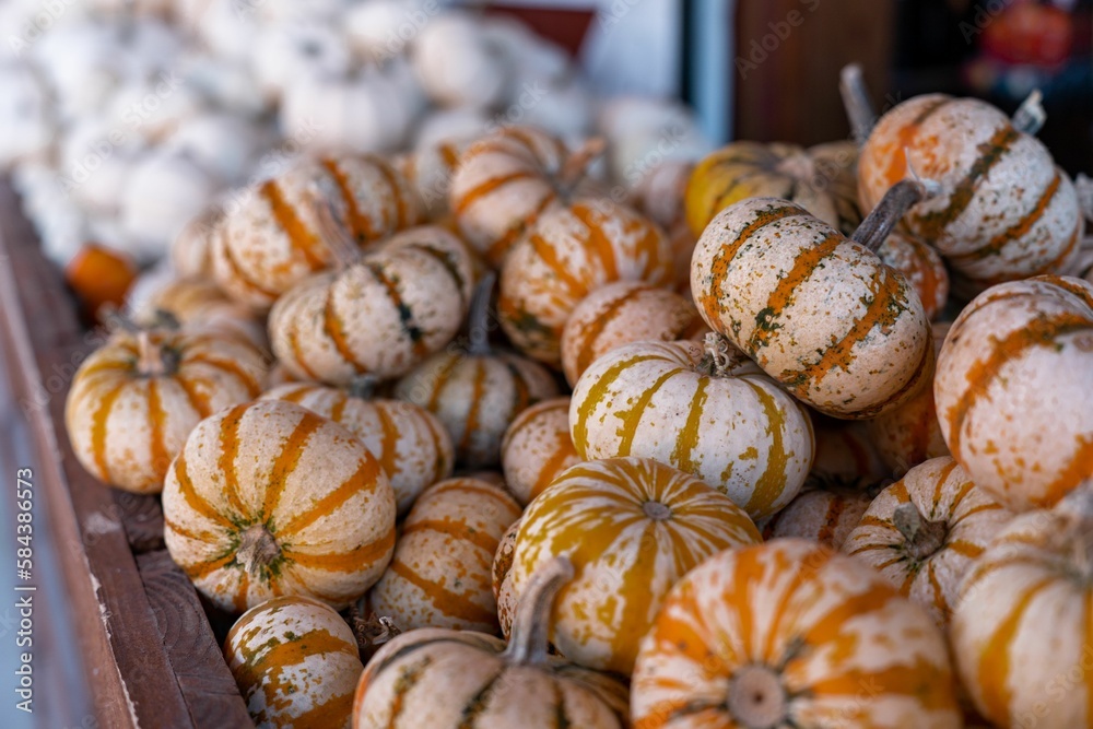 Obraz premium Closeup of small orange and white pumpkins against blurred background