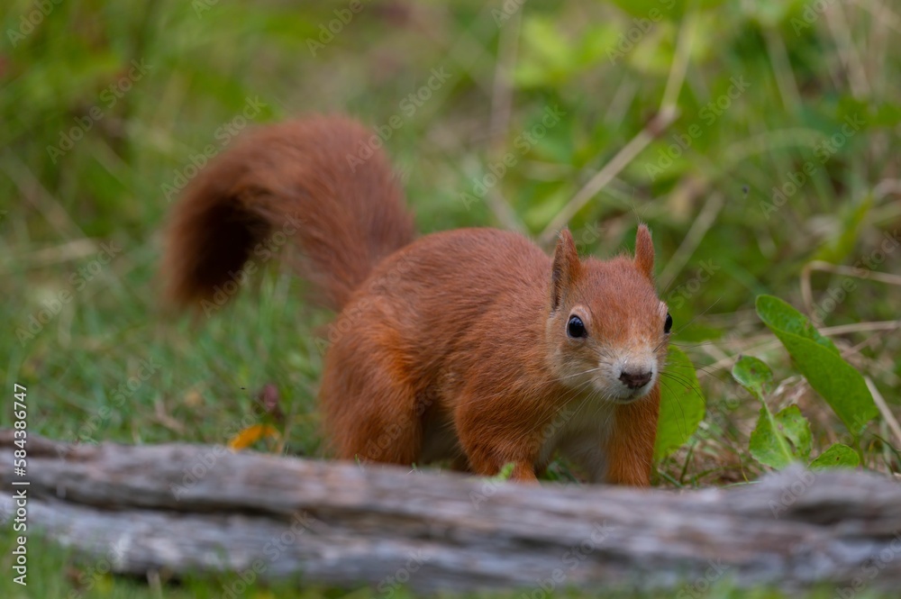 Selective focus shot of a Red Squirrel in the wild