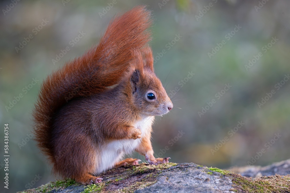 Shallow focus shot of a Red Squirrel in the wild Shallow focus shot of a Red Squirrel in the wild