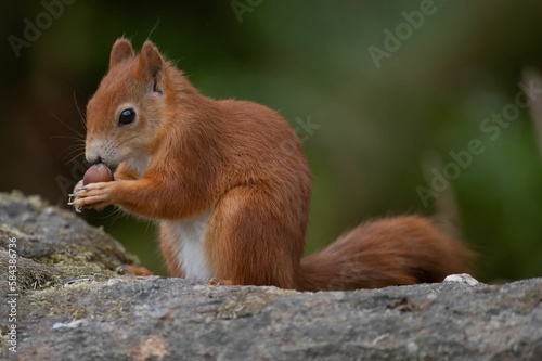 Shallow focus shot of a Red Squirrel in the wild