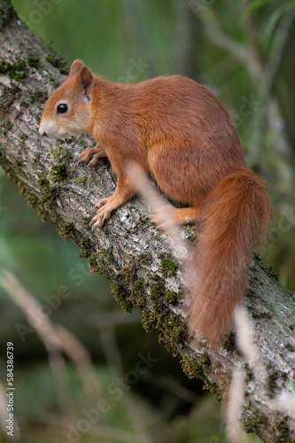 Selective focus shot of a Red Squirrel in the wild