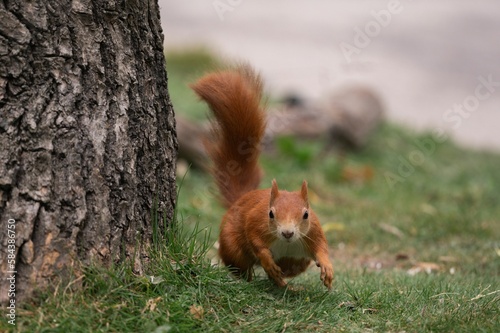 Shallow focus shot of a Red Squirrel in the wild © Benjamin Gardner-hall/Wirestock Creators