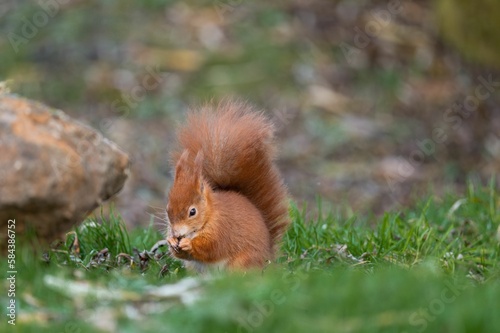 Selective focus shot of a Red Squirrel in the wild © Benjamin Gardner-hall/Wirestock Creators