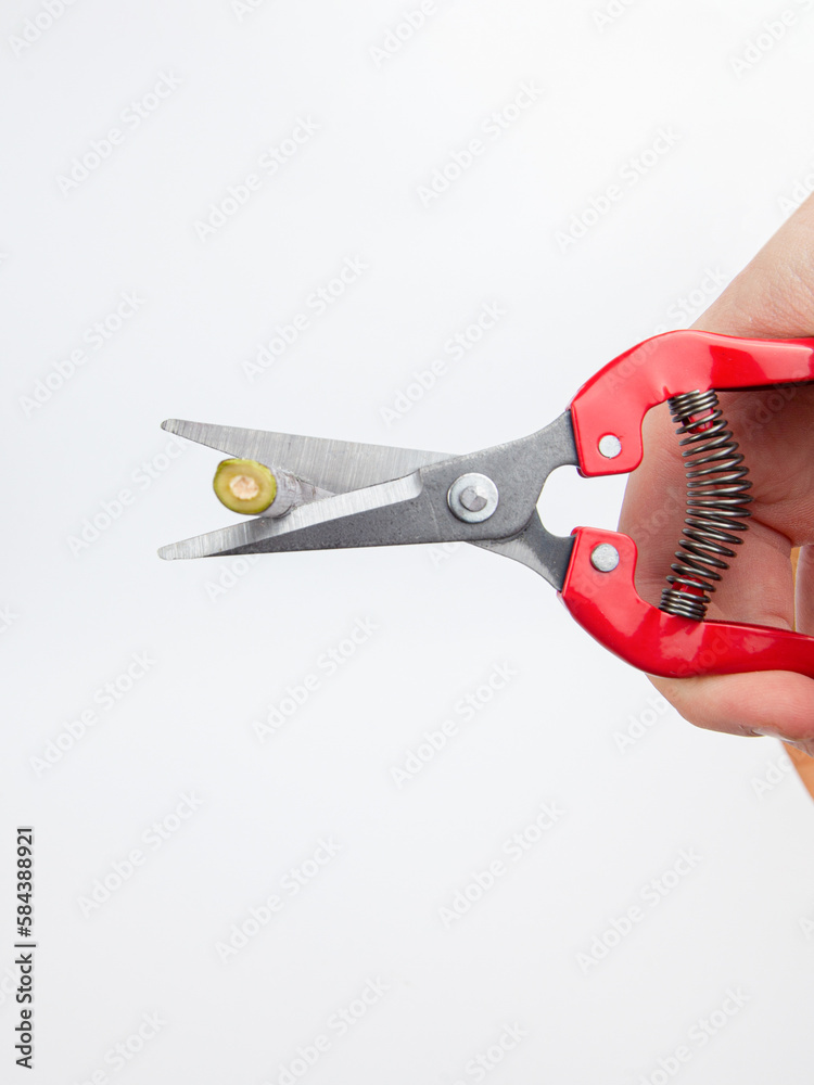 Obraz premium секатор