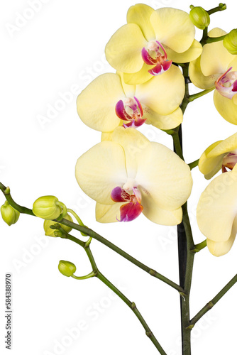 yellow orchid isolated on white