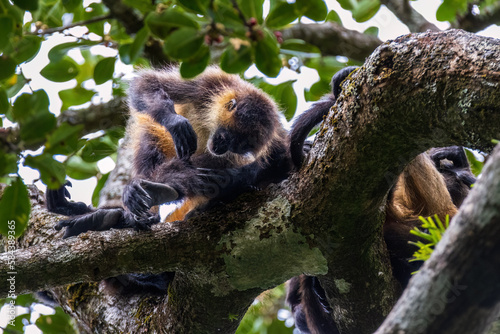 Spidermonkey photo