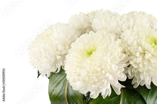 white chrysanthemum flowers