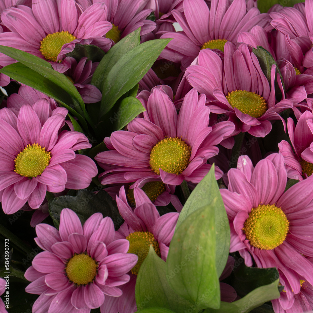 Obraz premium pink and purple flowers