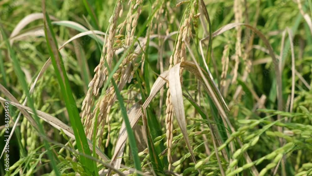 Sheath blight. Rice field diseases. Rice field in Vietnam. Sheath blight. Rice field diseases. Rice field in Vietnam.