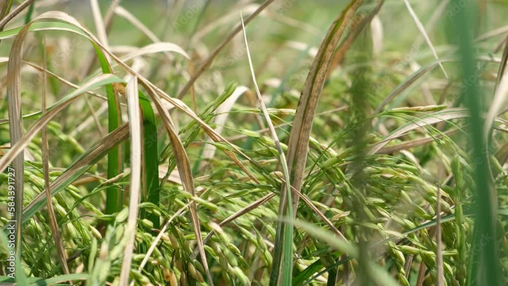 Sheath blight. Rice field diseases. Rice field in Vietnam. Sheath blight. Rice field diseases. Rice field in Vietnam.